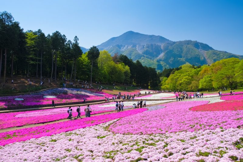 Công viên Hitsujiyama - 羊山公園