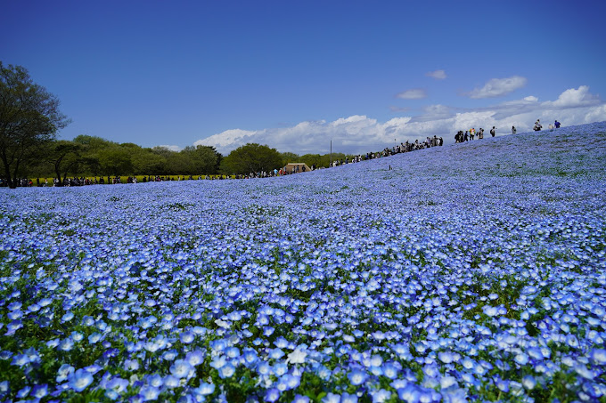 Hitachi Seaside Park (ひたち海浜公園, Hitachi Kaihin Kōen)